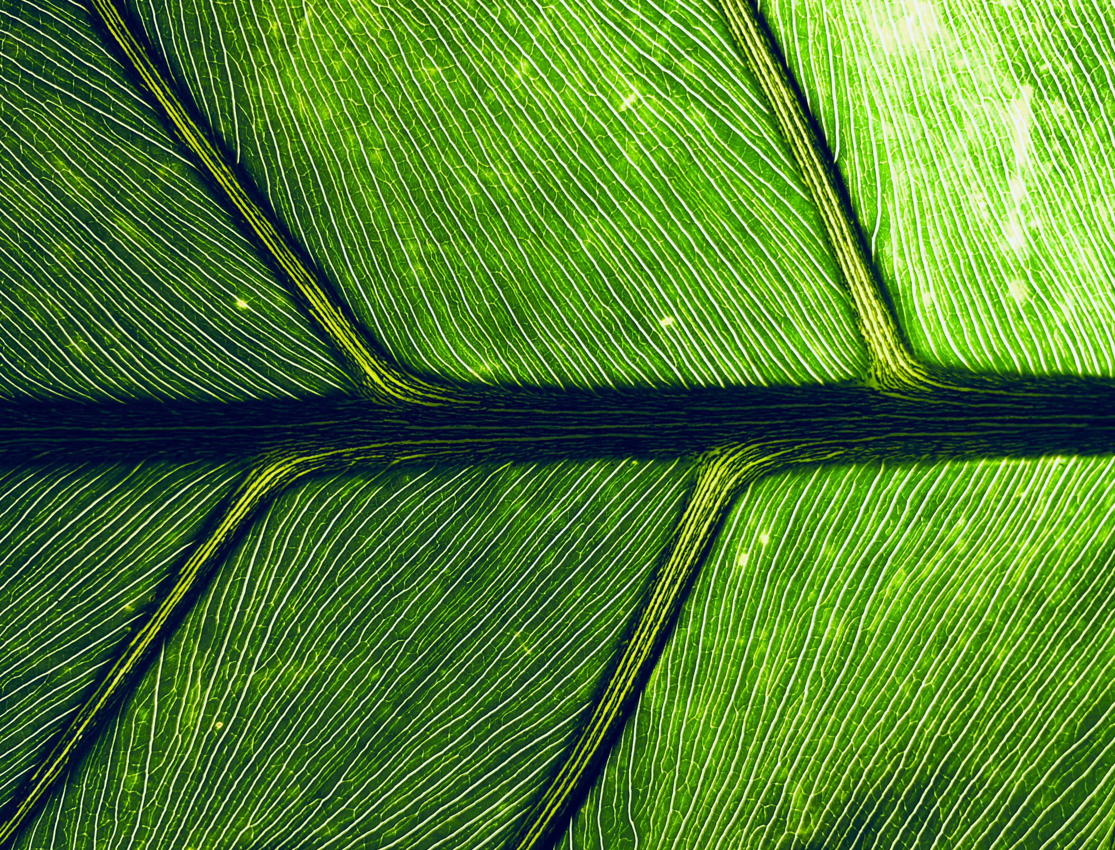 Facteurs photosynthèse