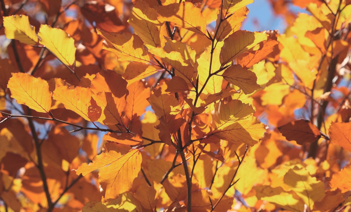 Colorimétrie des feuilles d'automne