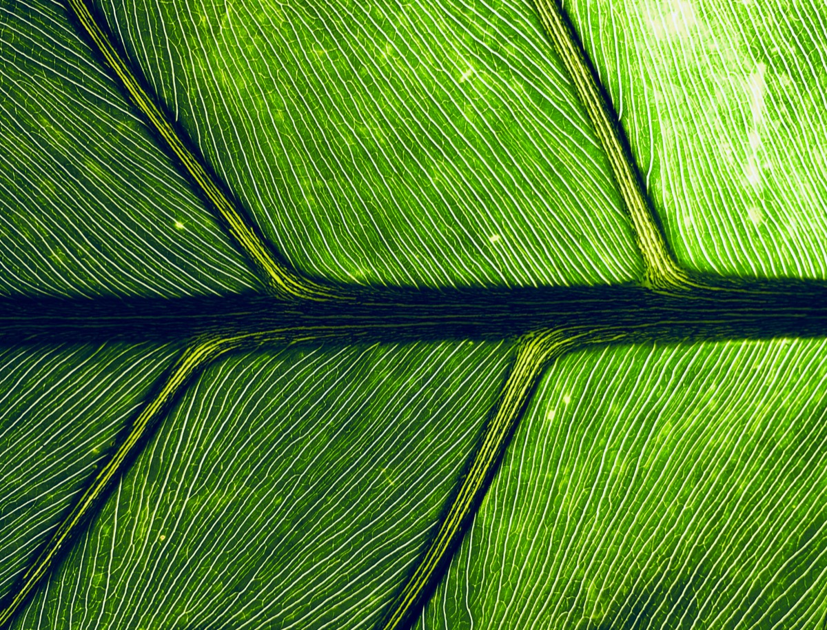 Facteurs limitants : photosynthèse