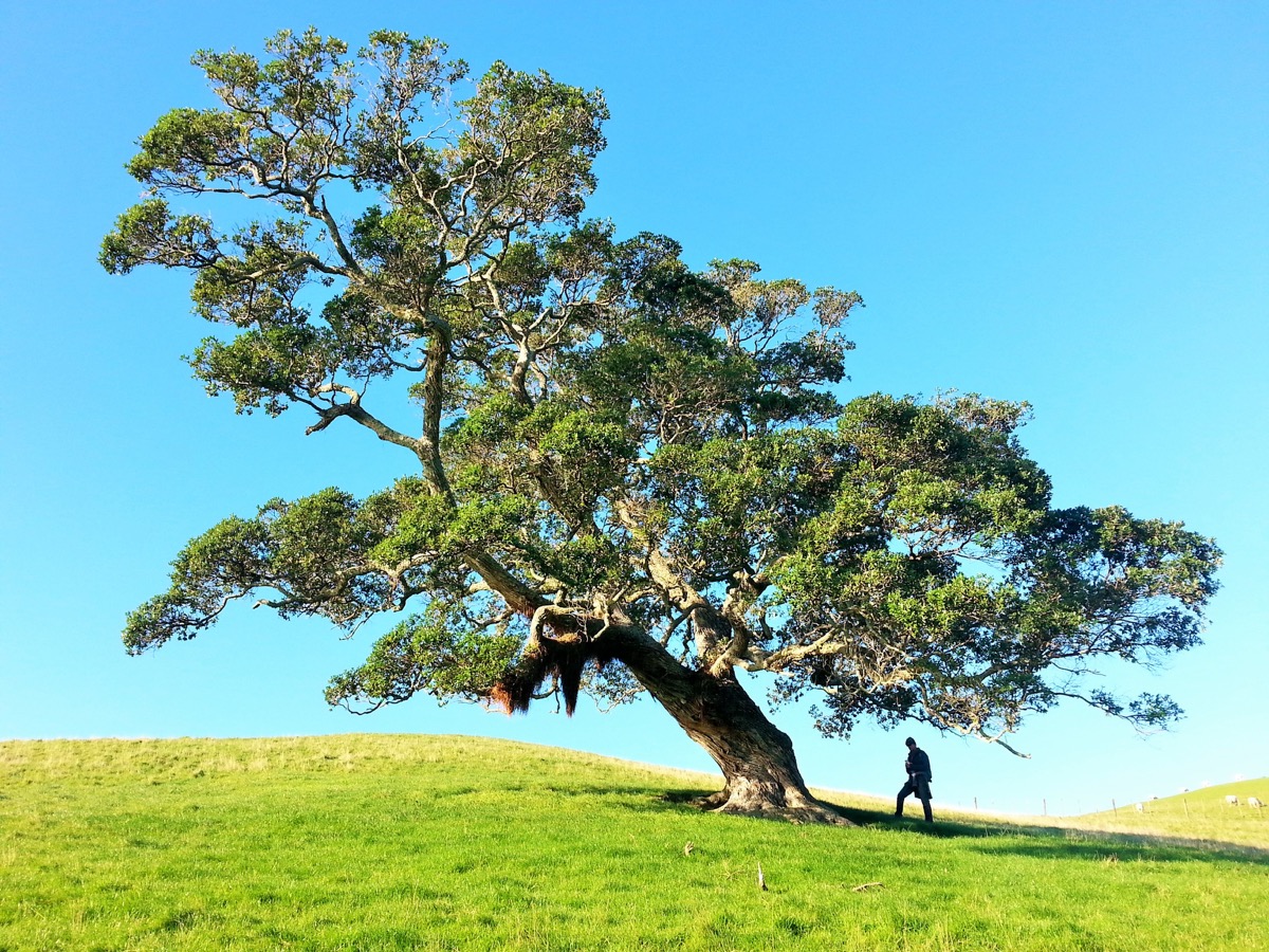 Hauteur d'un arbre au théodolite