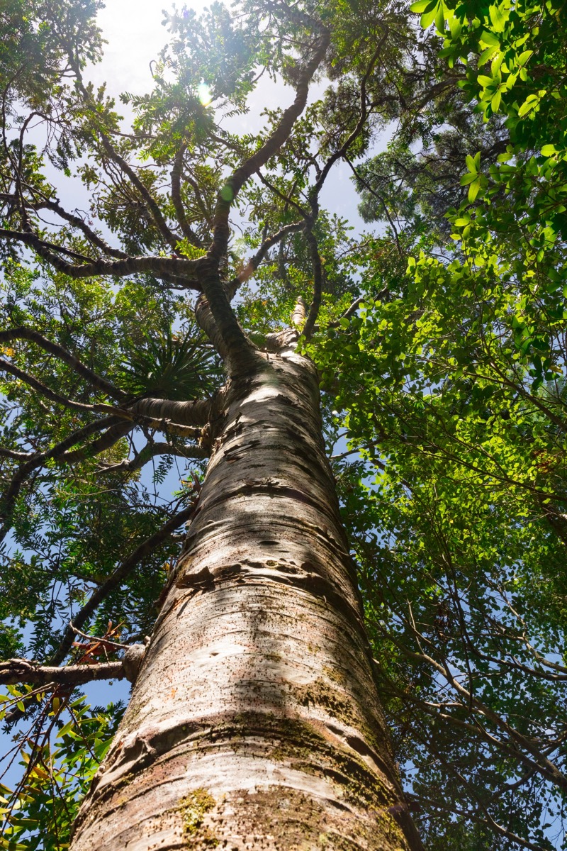 Échanges gazeux d'une plante